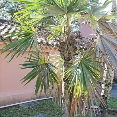 thumbnail for publication: Thrinax morrisii: Key Thatch Palm